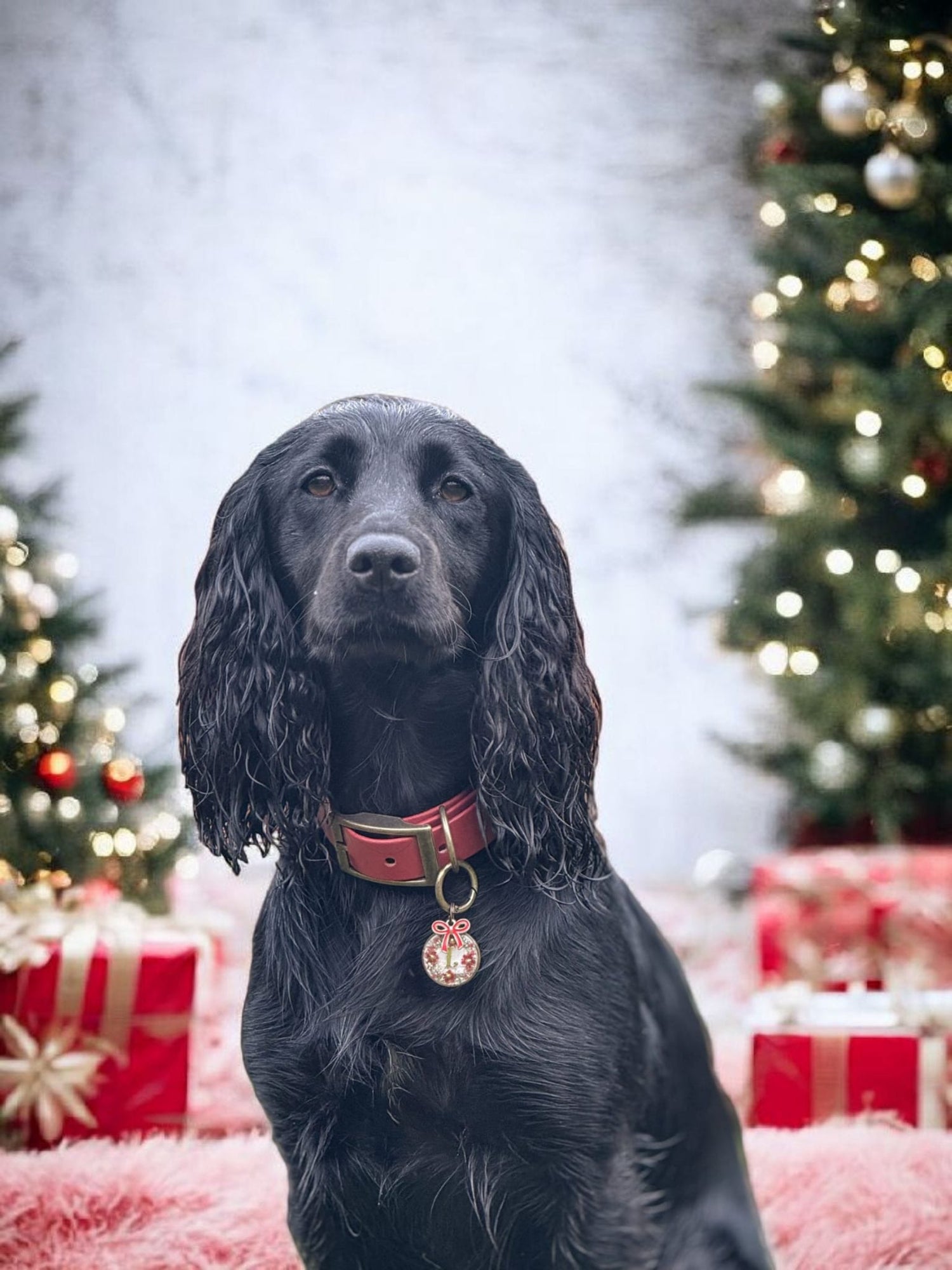 Christmas Collection