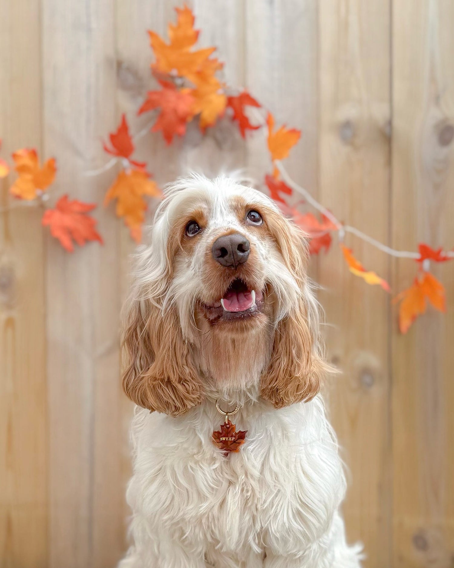 Autumn Collection