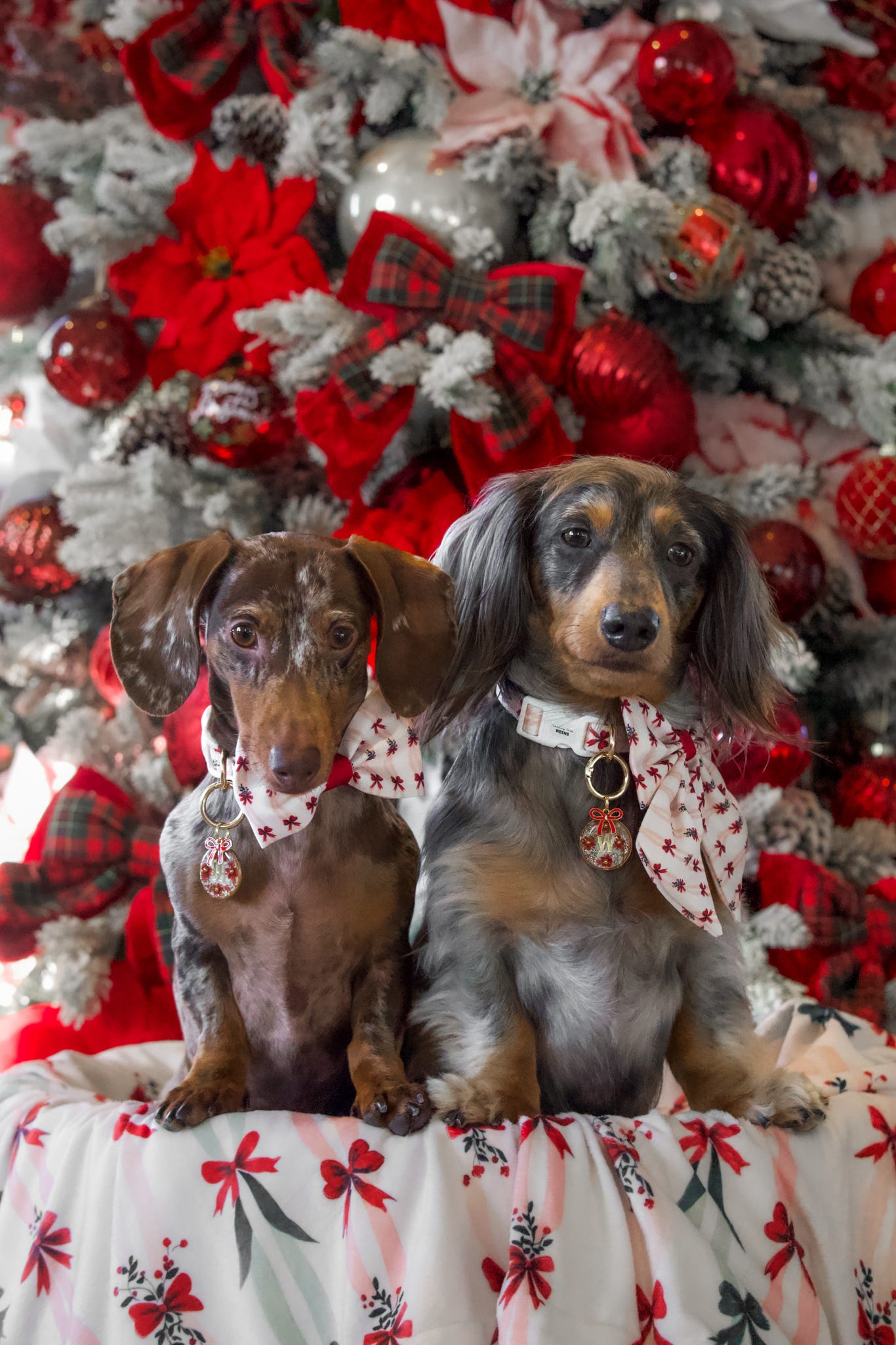 Christmas Wreath