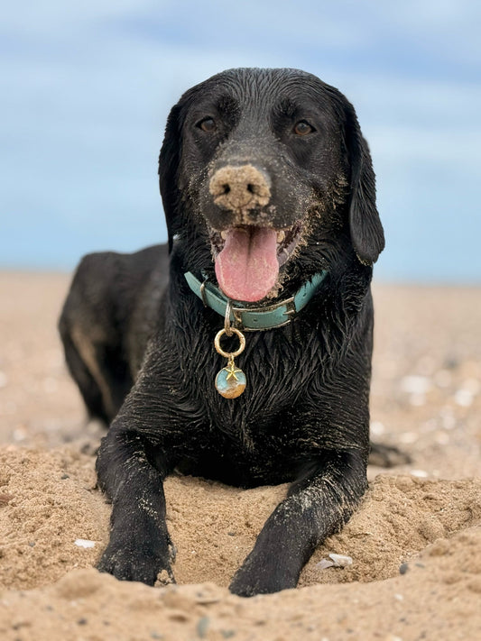 Beach Days